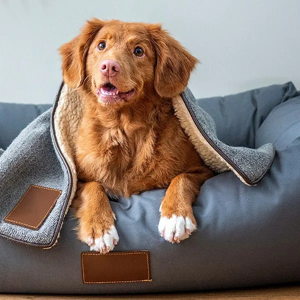 Hundefutter & Zubehör