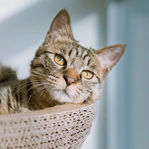 Katzenfutter & Zubehör