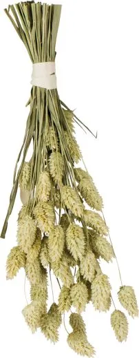 JR FARM Kanariensaat 20 g