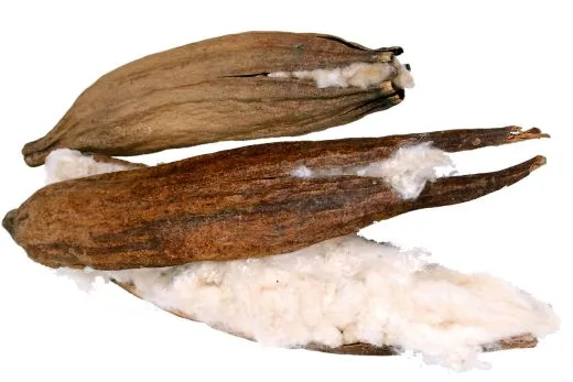 JR Kapok-Schote