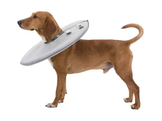 Schutzkragen Trixie Größe L