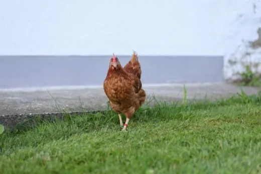 Kunststoffclip 16 mm 100 Stück