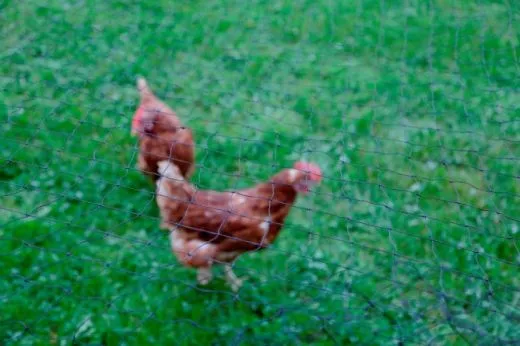 Geflügelschutznetz 20 x 10 m