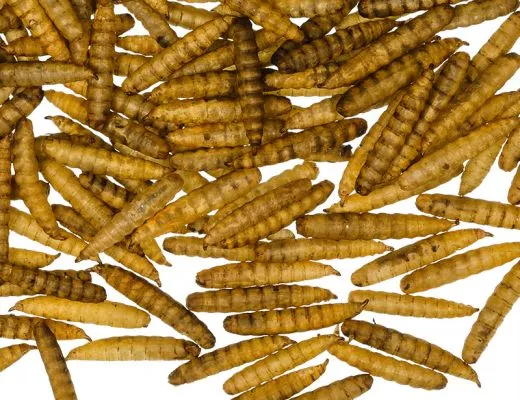 Hermetia-Larven groß 1 kg