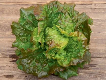 Bataviasalat Maravilla de Verano (DE-ÖKO-007)