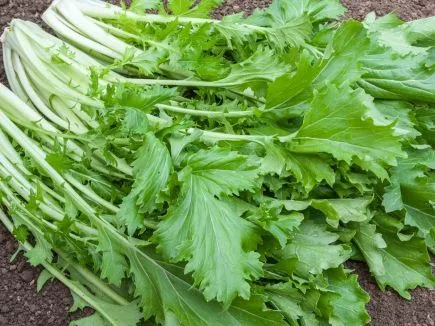 Blattstielgemüse Namenia (DE-ÖKO-007)