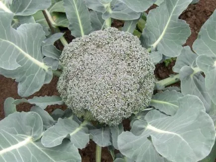 Brokkoli Calinaro (DE-ÖKO-007)