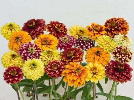 Buschzinnie (DE-ÖKO-007)