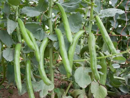 Dicke Bohne Hangdown (DE-ÖKO-007)