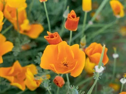 Goldmohn (DE-ÖKO-007)