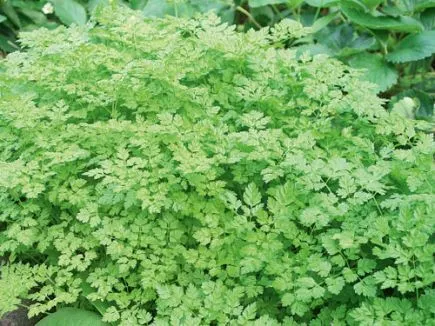 Kerbel (DE-ÖKO-007)