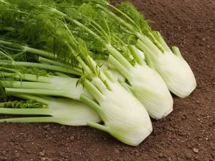 Knollenfenchel Fino (DE-ÖKO-007)