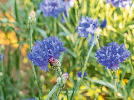 Kornblume (DE-ÖKO-007)