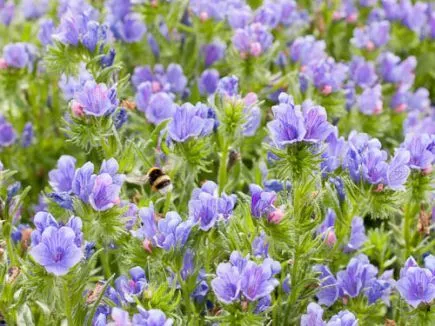 Natternkopf Echium plantagineum (DE-ÖKO-007)