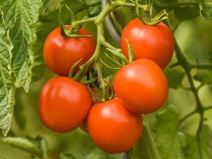 Tomate Dorenia (DE-ÖKO-007)