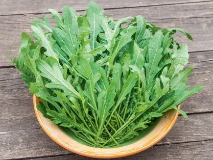 Wilde Rauke (DE-ÖKO-007)