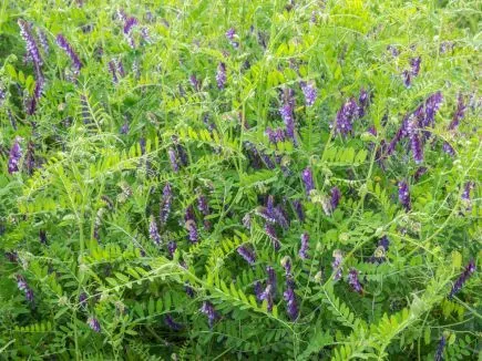 Zottelwicke (DE-ÖKO-007)