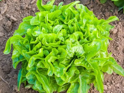 Eichblattsalat Till (DE-ÖKO-007)