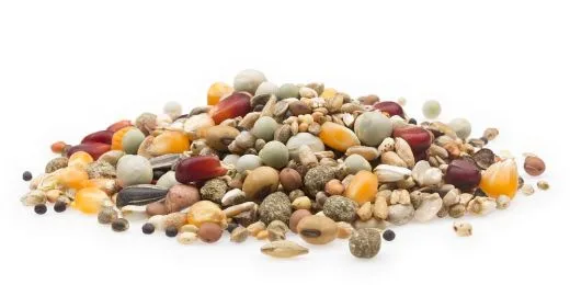 mifuma Zucht + Mauser Sonderklasse 25 kg