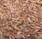 Gammarus 200 g