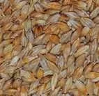 Gerste 1 kg