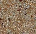 Kanariensaat 500 g