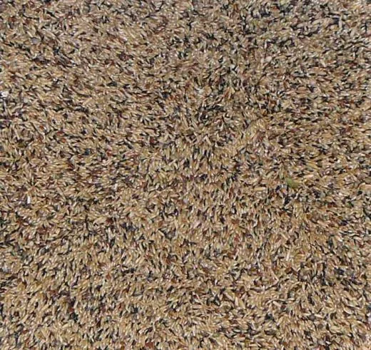Kanarien ohne Rübsen 20 kg