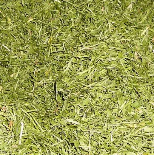 Petersilienstengel 100 g