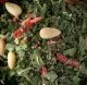 Bremer Bärlauch Pesto 100 g
