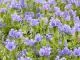 Natternkopf Echium plantagineum (DE-ÖKO-007)