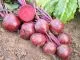 Rote Beete Robuschka (DE-ÖKO-007)