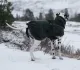 Wool dog jacket dark teal