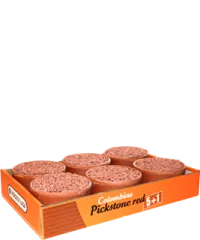 Colombine Pickstein Rot Züchterpaket 5 + 1