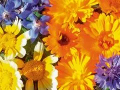 Essbare Blüten (DE-ÖKO-007)