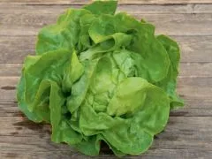 Kopfsalat Lucinde (DE-ÖKO-007)