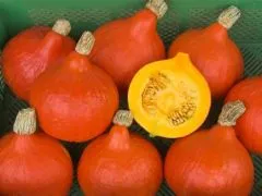 Kürbis Red Kuri (DE-ÖKO-007)