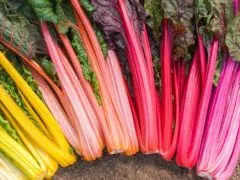 Mangold Rainbow (DE-ÖKO-007)