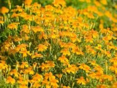 Polsterstudentenblume (DE-ÖKO-007)