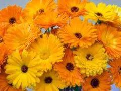 Ringelblume (DE-ÖKO-007)