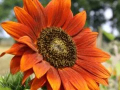 Sonnenblume Velvet Queen (DE-ÖKO-007)