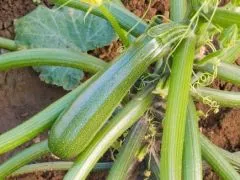 Zucchini Zuboda (DE-ÖKO-007)