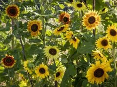 Sonnenblume La Torre (DE-ÖKO-007)