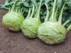 Kohlrabi Superschmelz (DE-ÖKO-007)